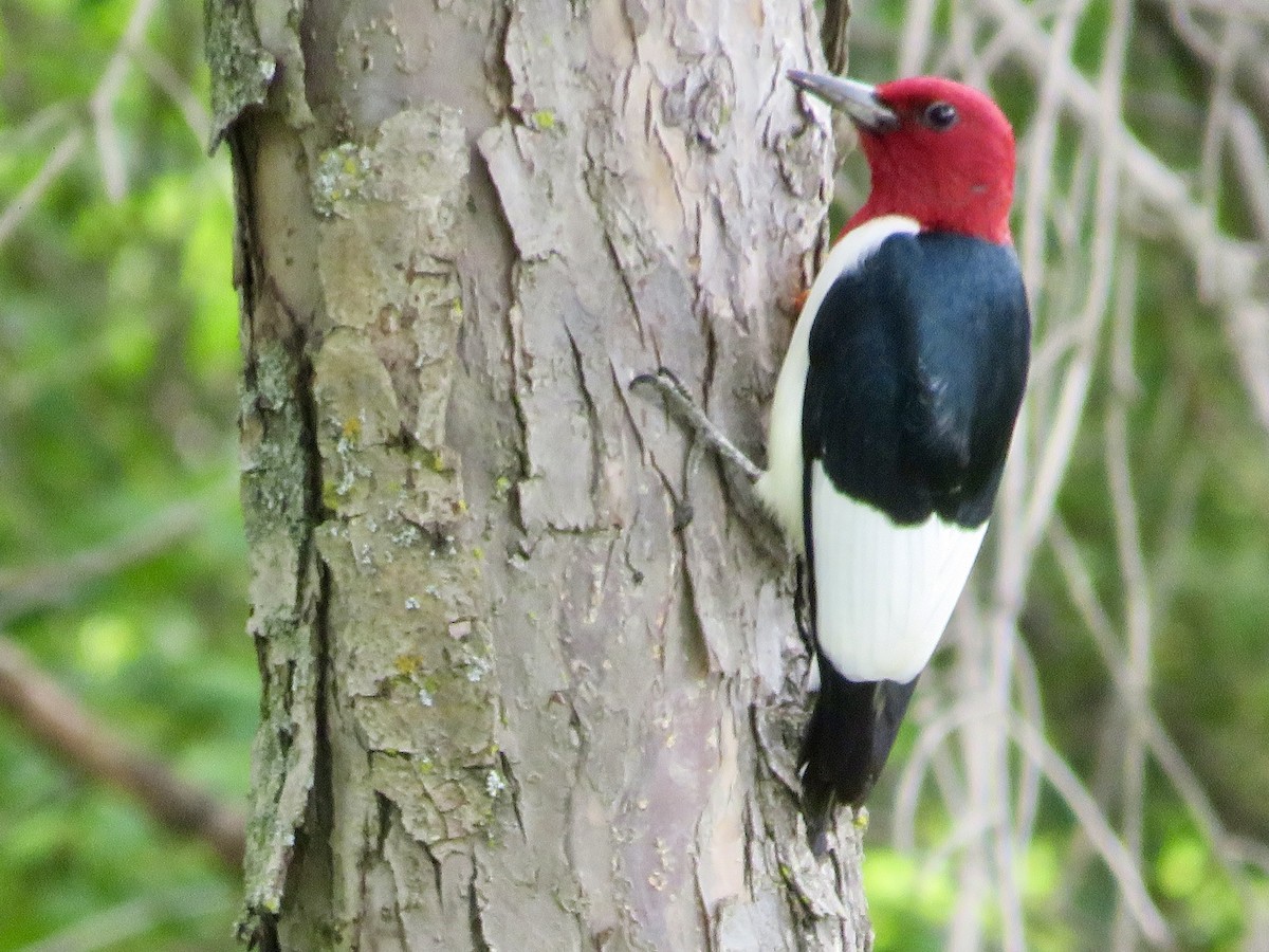Red-headed Woodpecker - ML619704522