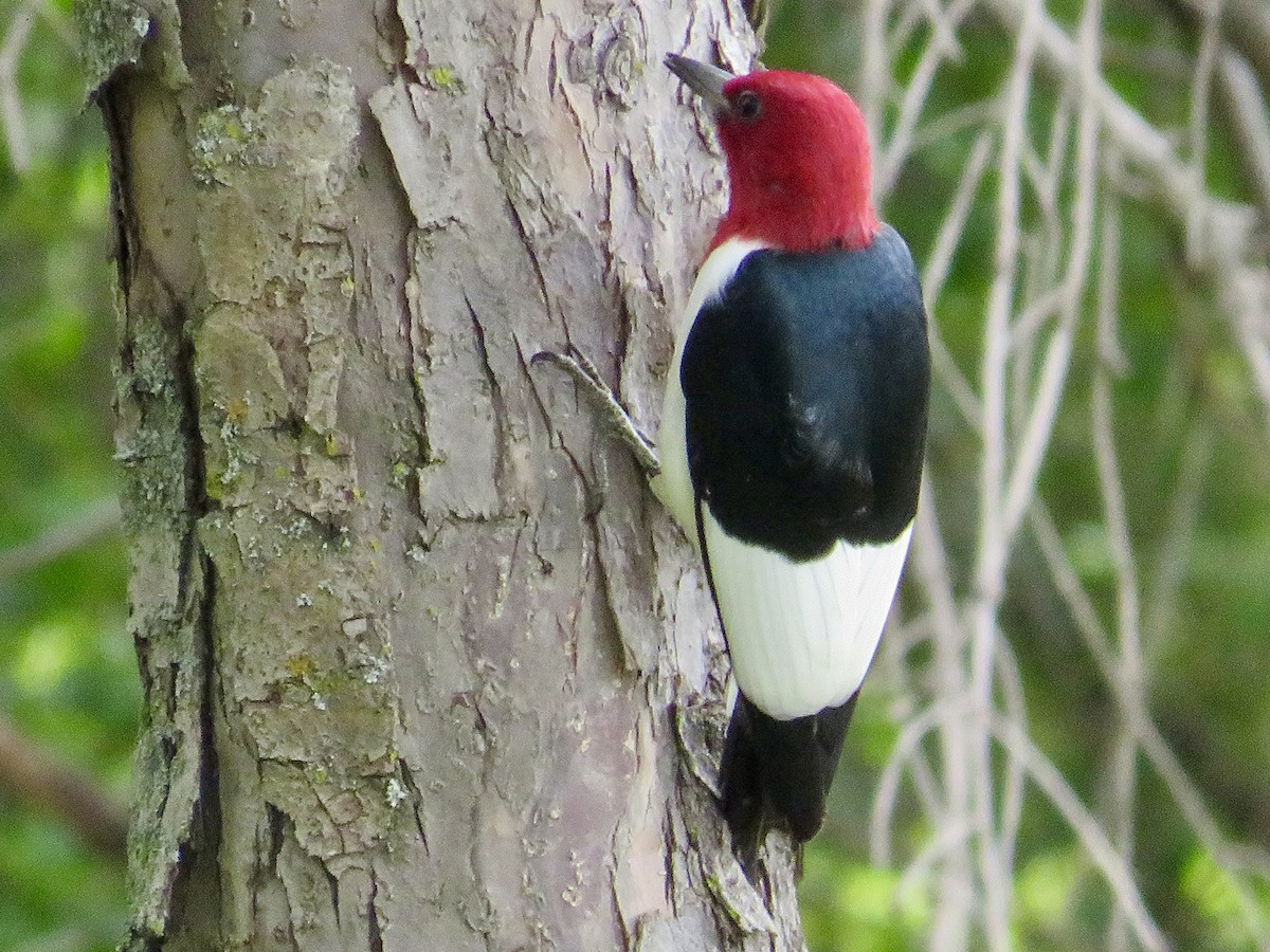 Red-headed Woodpecker - ML619704523