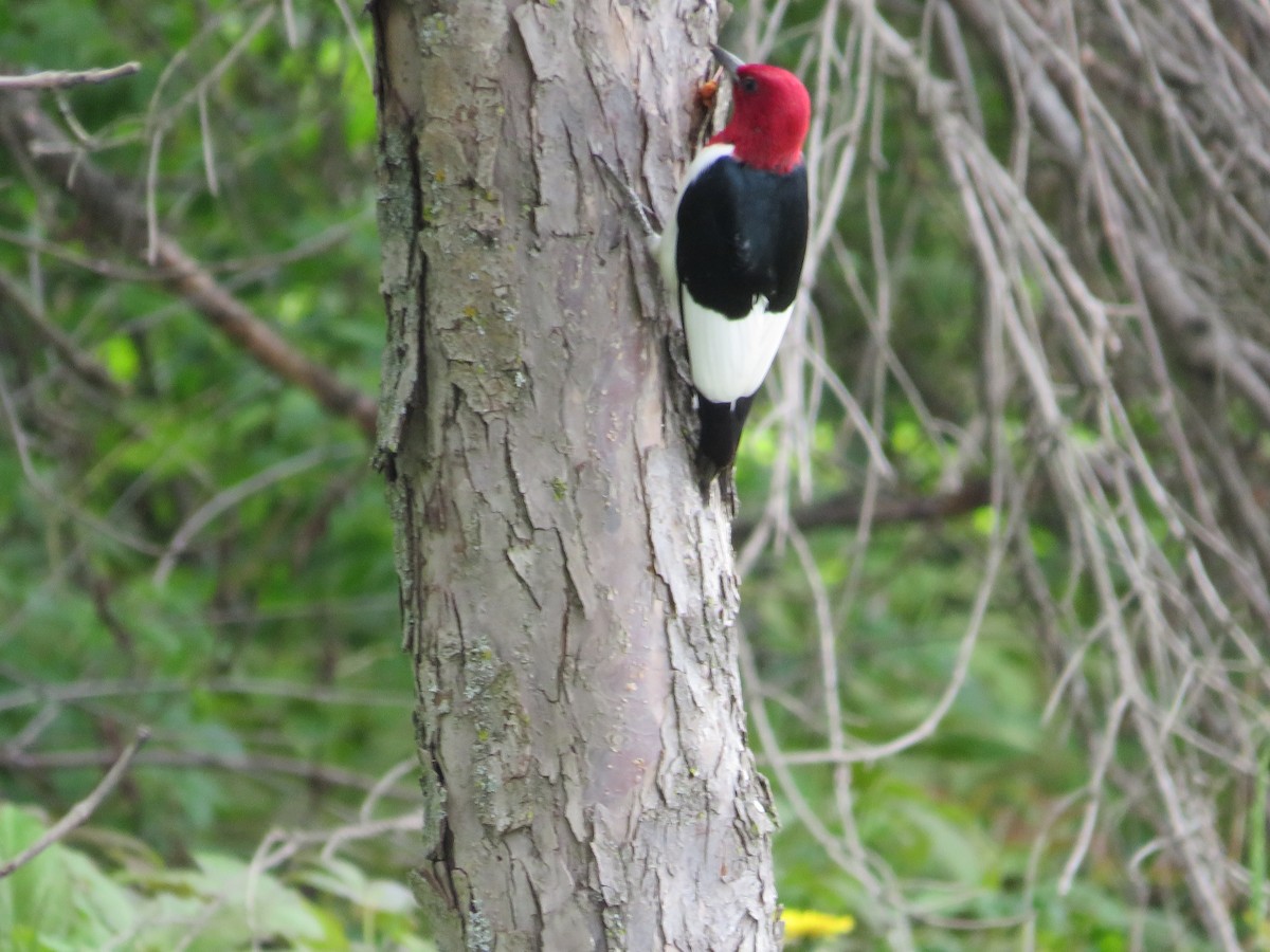 Red-headed Woodpecker - ML619704524