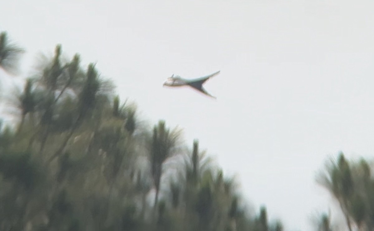 Swallow-tailed Kite - ML619704538