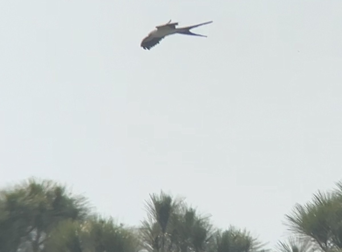 Swallow-tailed Kite - ML619704539