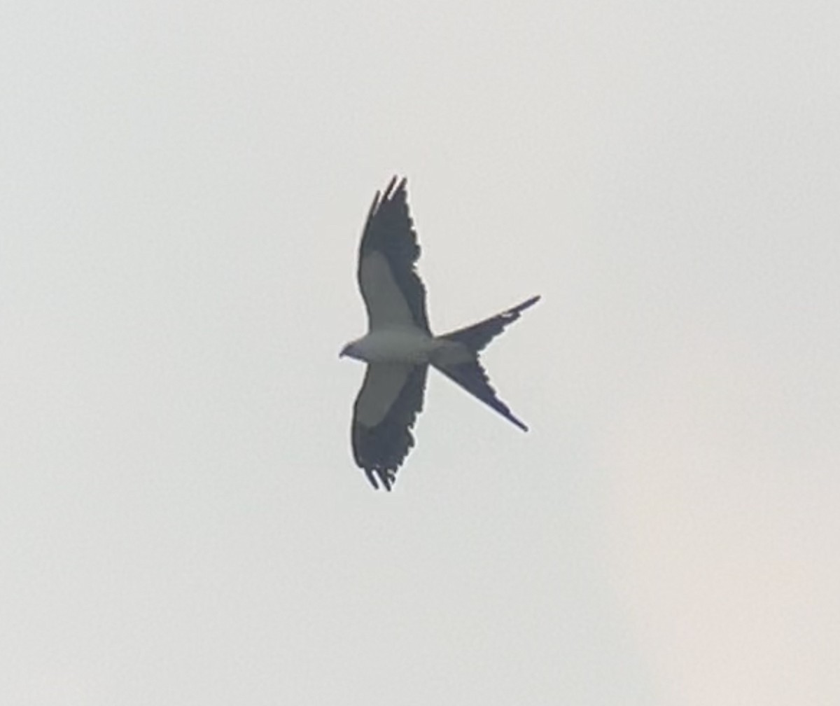 Swallow-tailed Kite - ML619704543