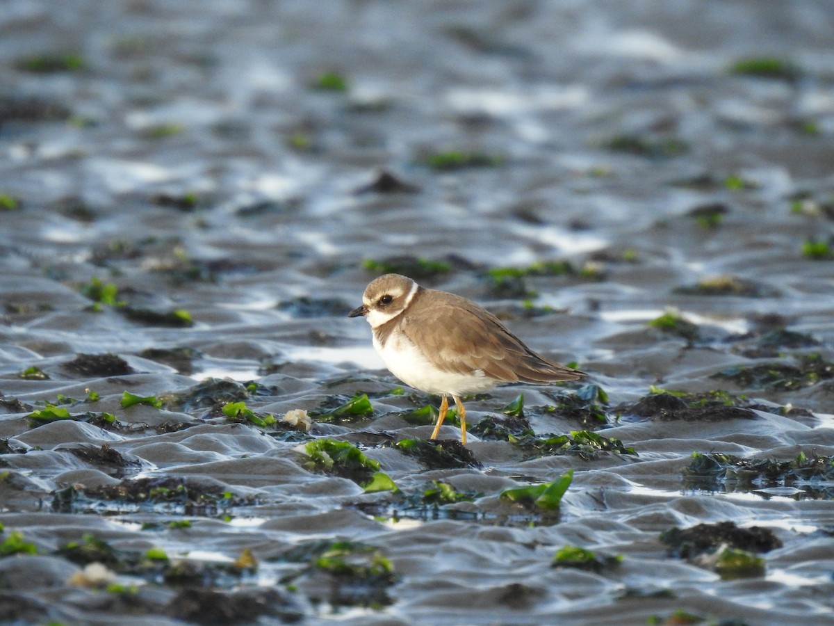 Semipalmated Plover - ML619704550