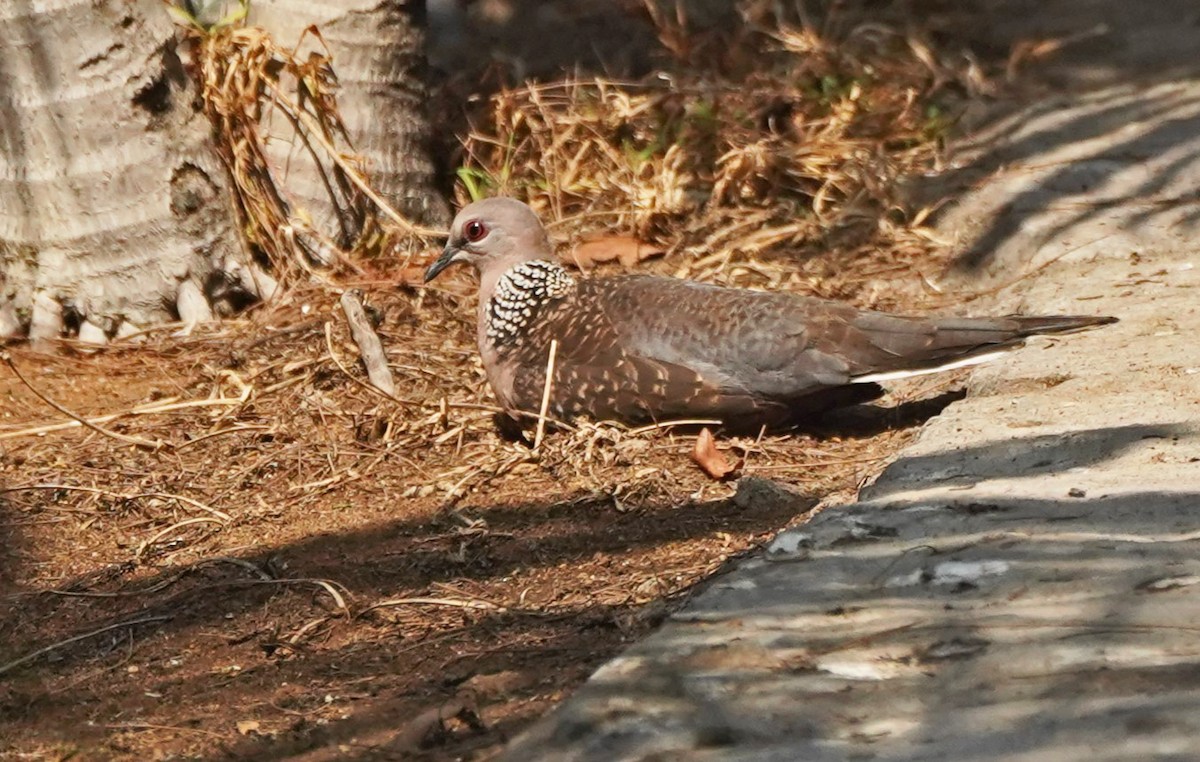 Spotted Dove - ML619704558