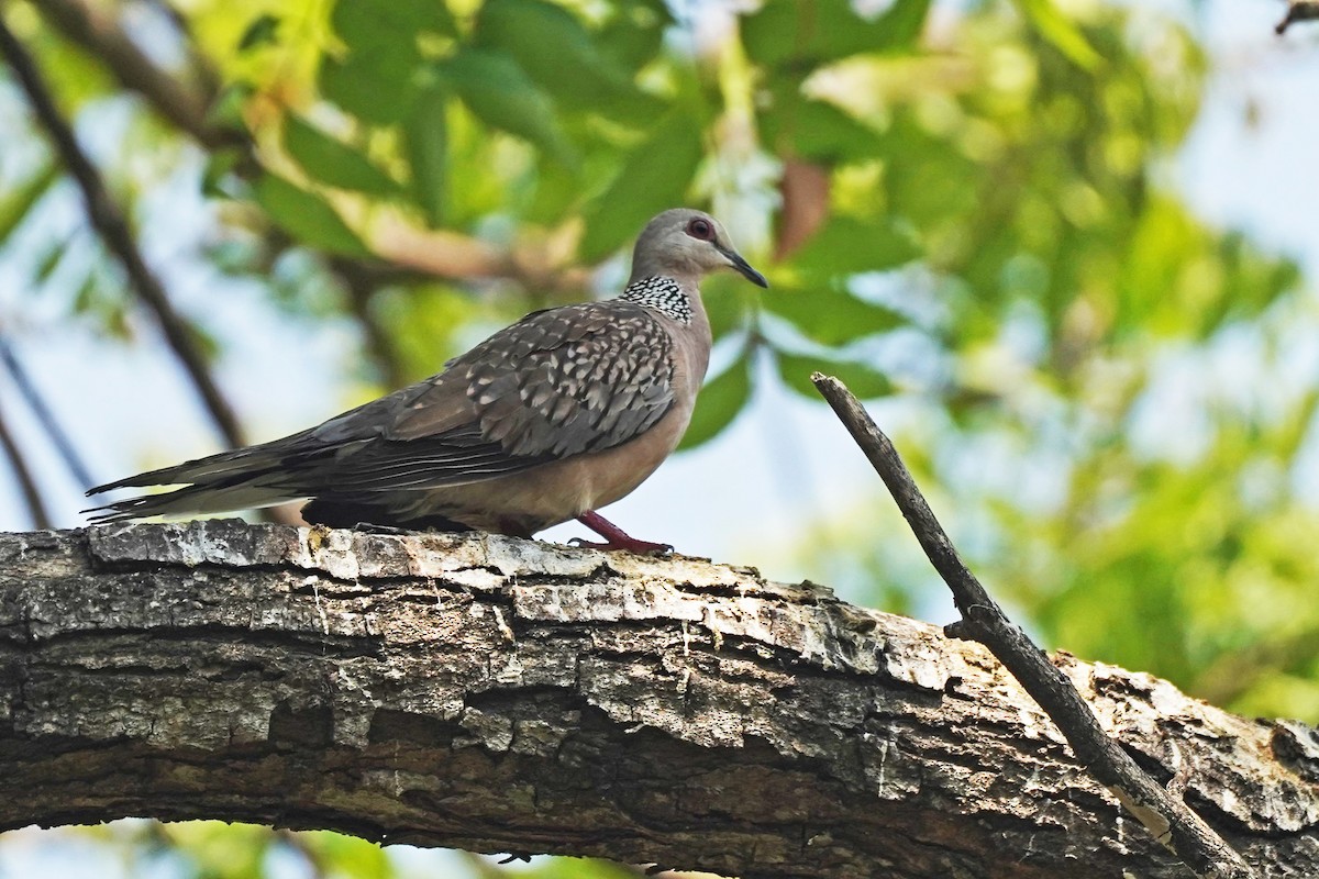 Spotted Dove - ML619704559