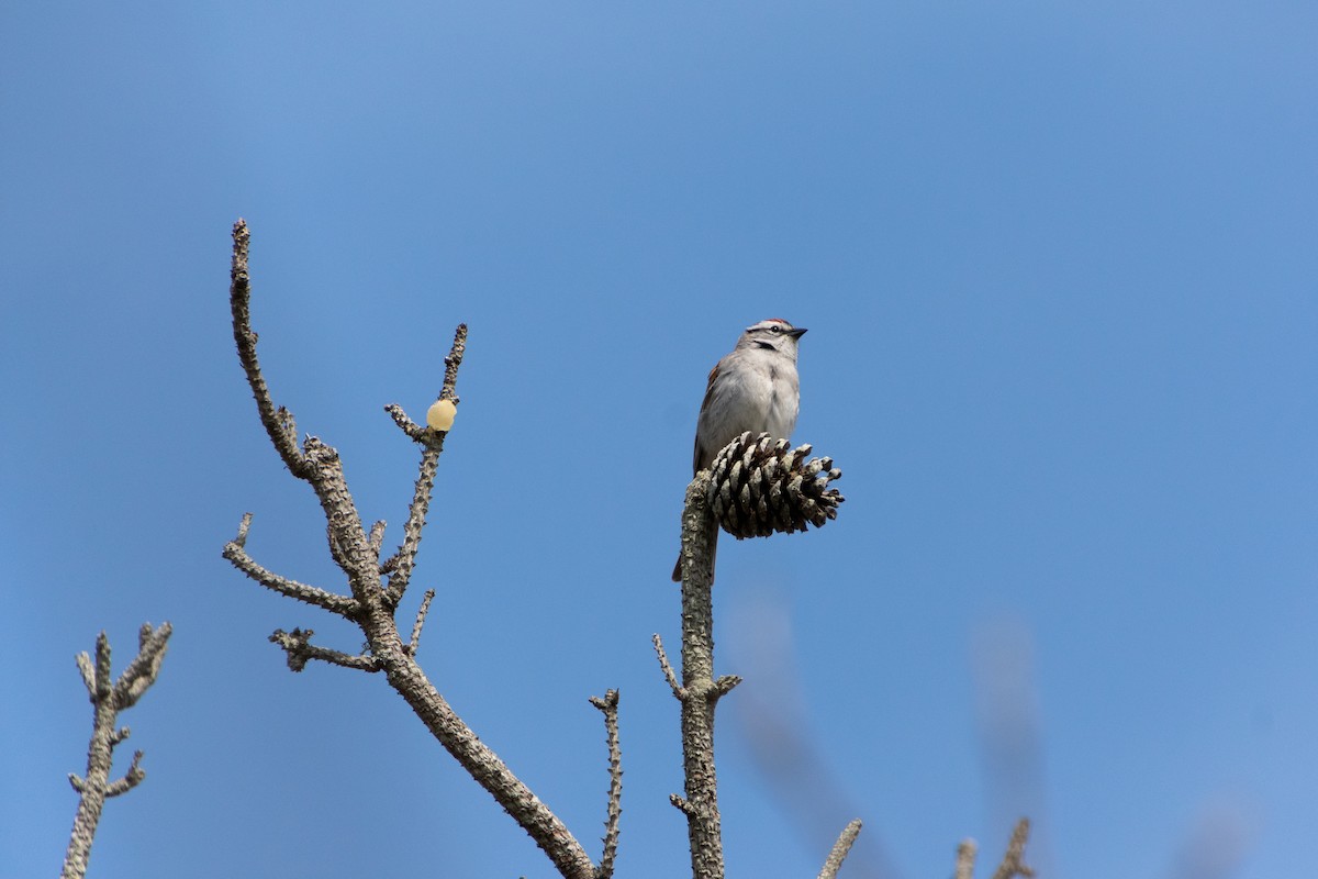 Chipping Sparrow - ML619704592