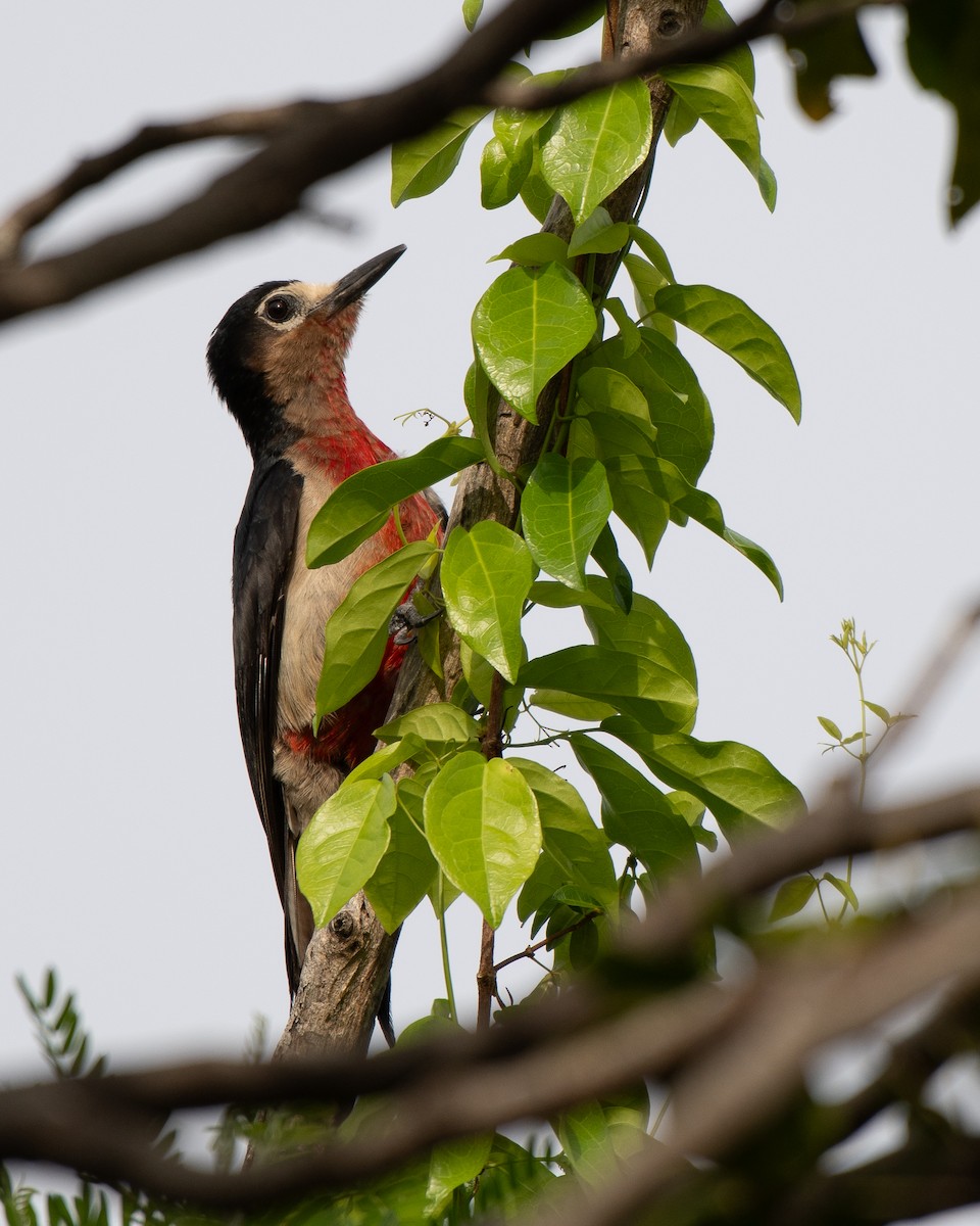 Puerto Rican Woodpecker - ML619704614