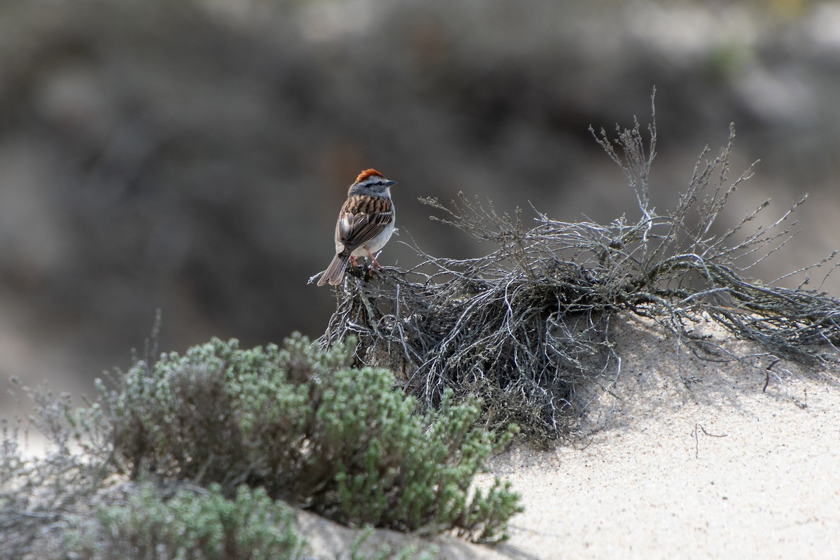 Chipping Sparrow - ML619704646