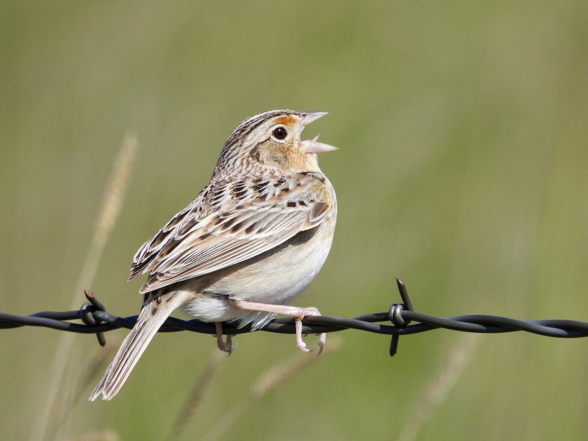 Grasshopper Sparrow - ML619704695