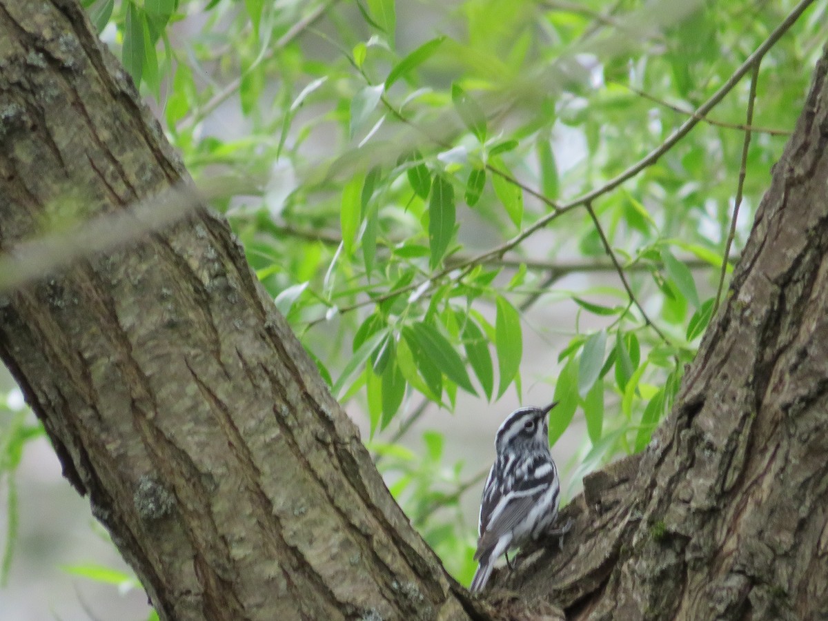 Black-and-white Warbler - ML619704702