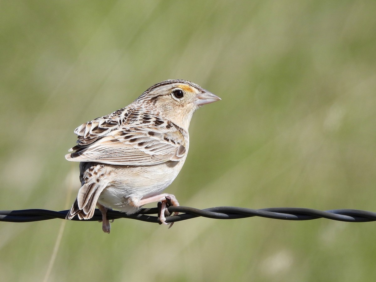 Grasshopper Sparrow - ML619704708