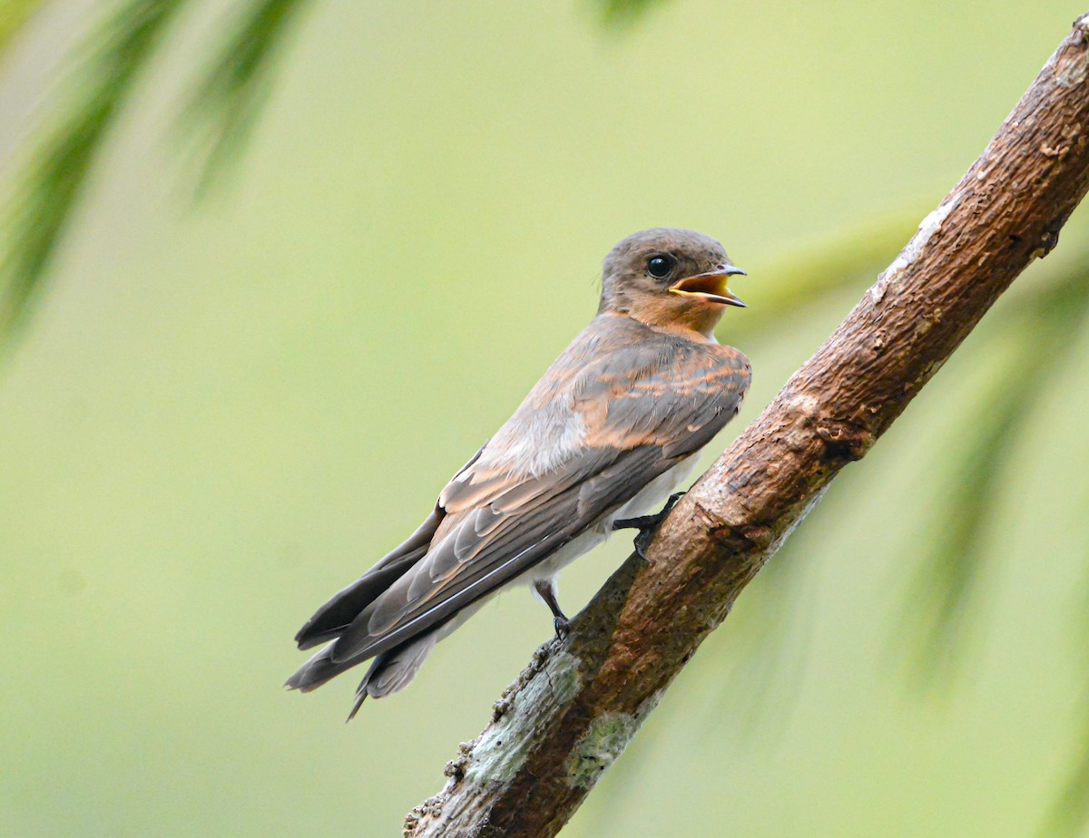 Northern Rough-winged Swallow - ML619704725
