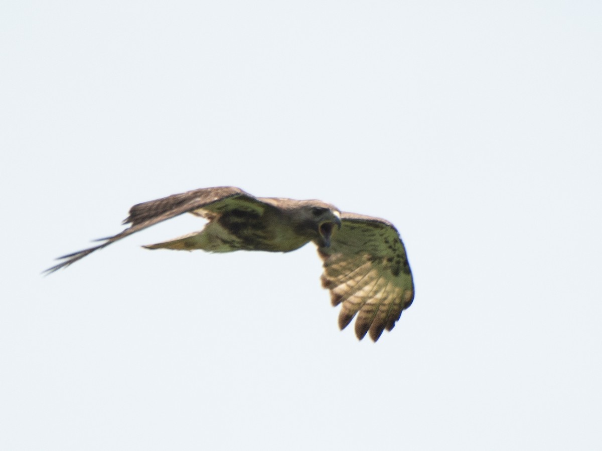 Red-tailed Hawk (jamaicensis) - ML619704743