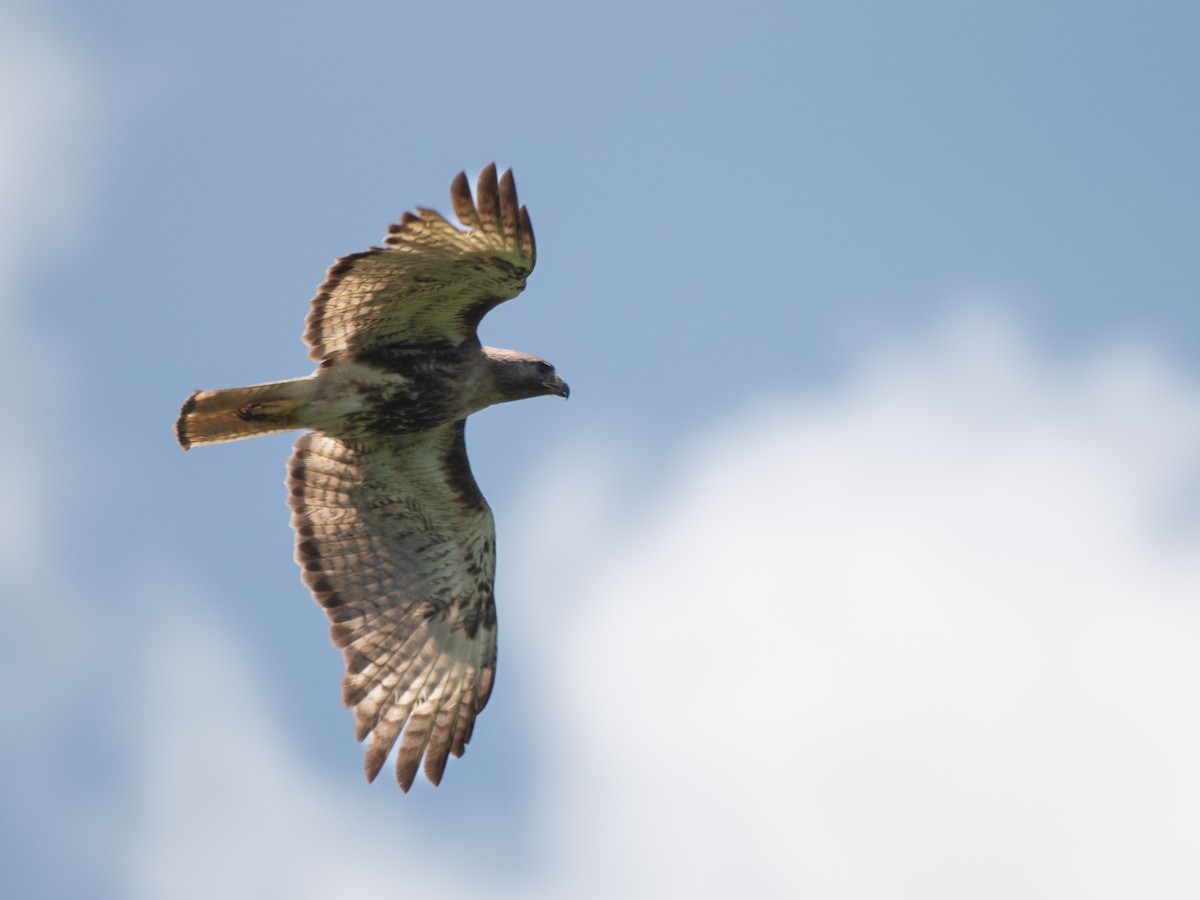 Red-tailed Hawk (jamaicensis) - ML619704745