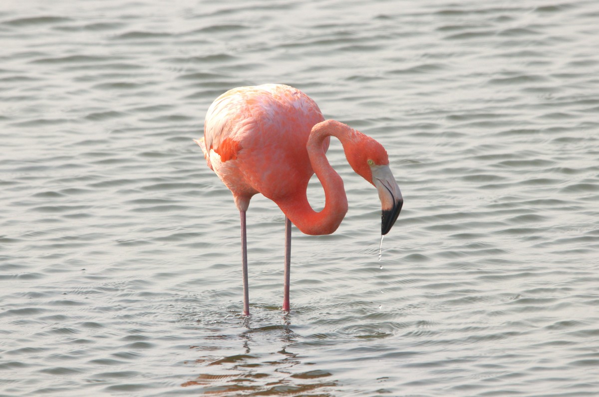 American Flamingo - ML619704756