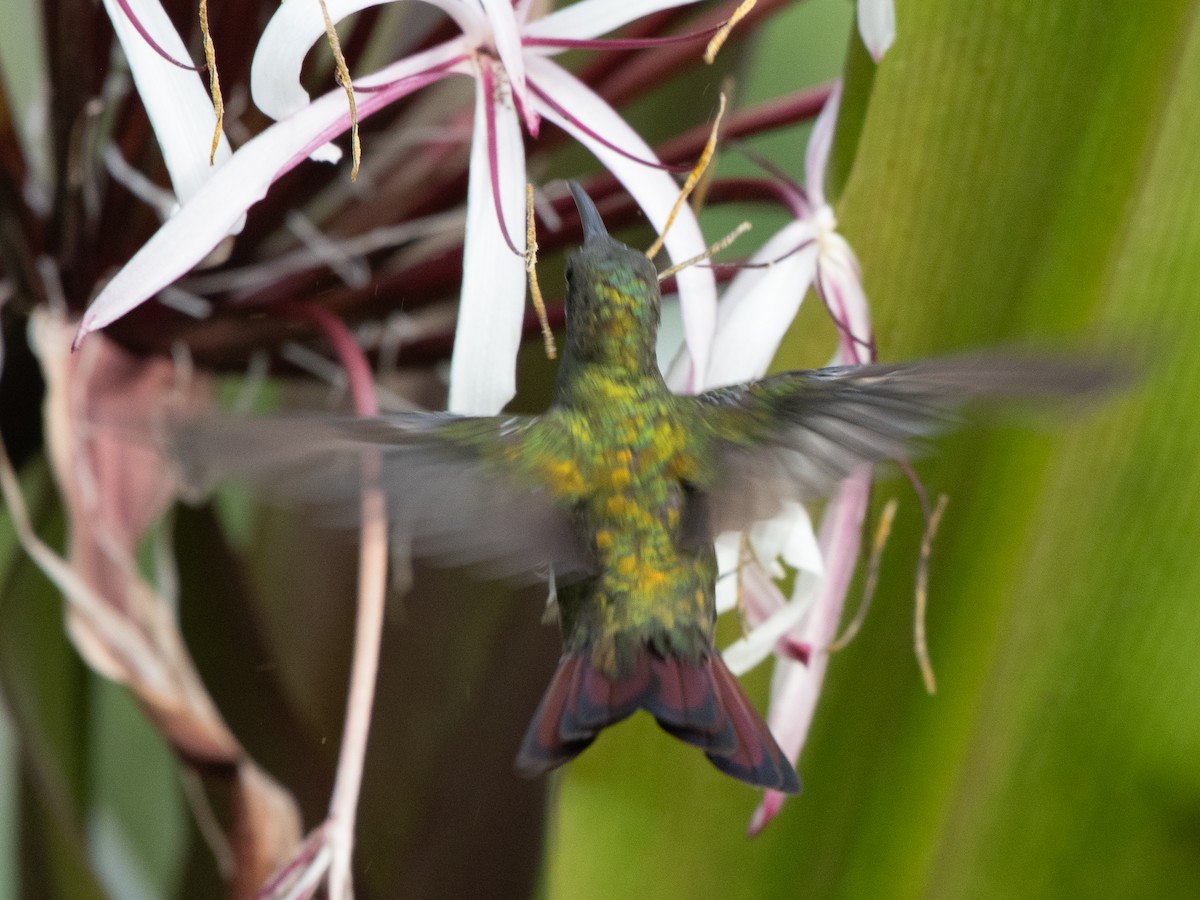 kolibřík tmavoprsý - ML619704766