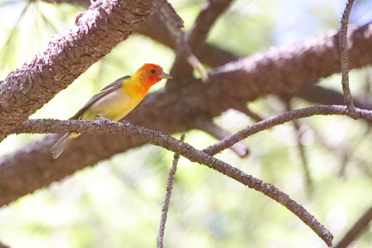 Western Tanager - ML619704774
