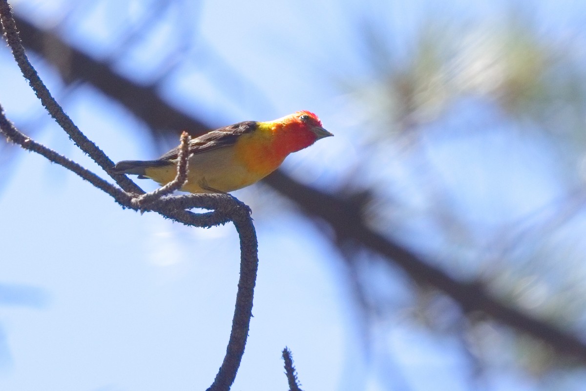 Western Tanager - ML619704775