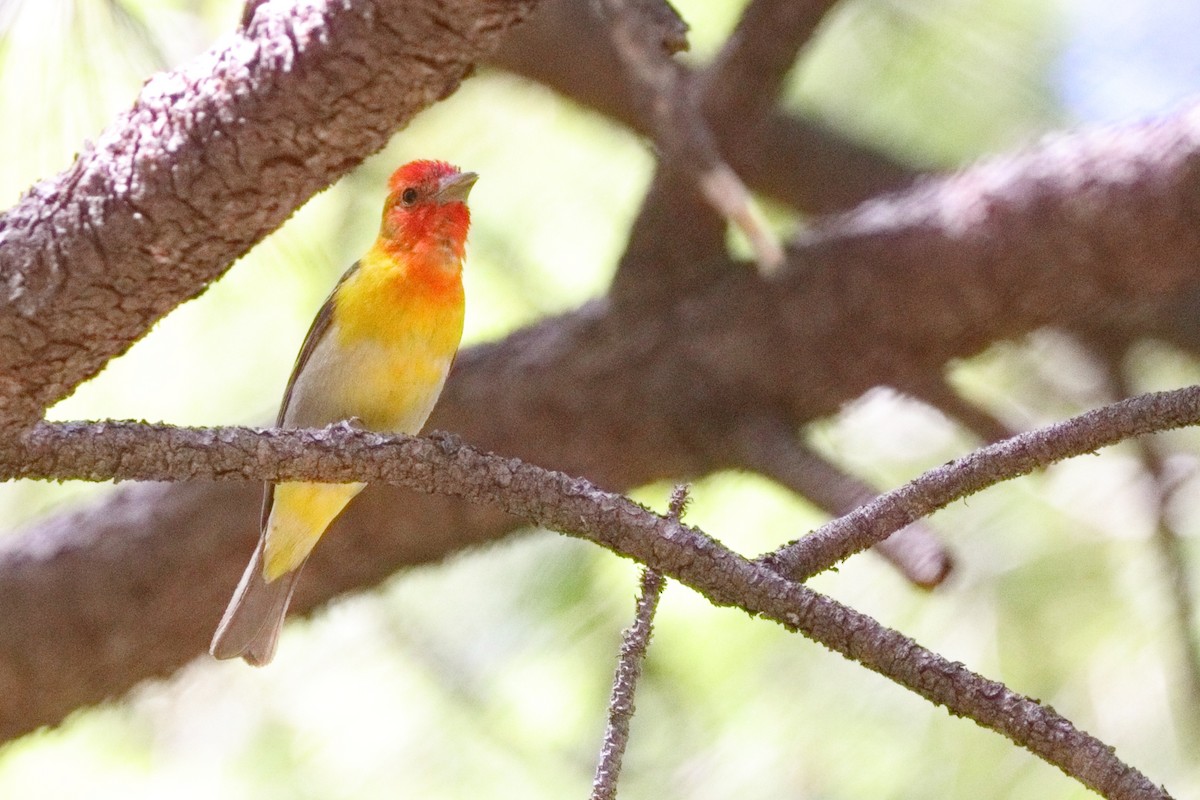 Western Tanager - ML619704776