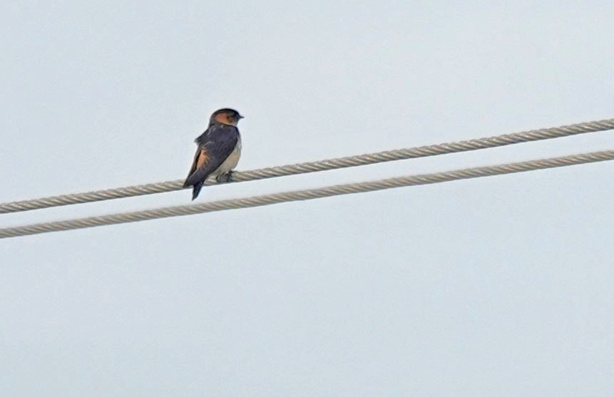 Red-rumped Swallow - ML619704779