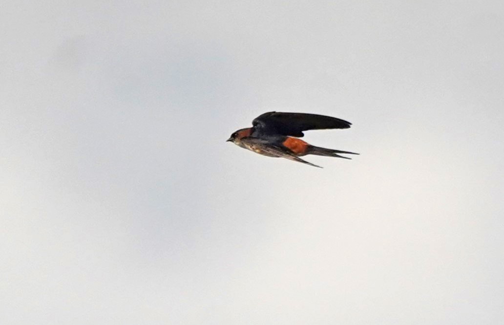 Red-rumped Swallow - ML619704780