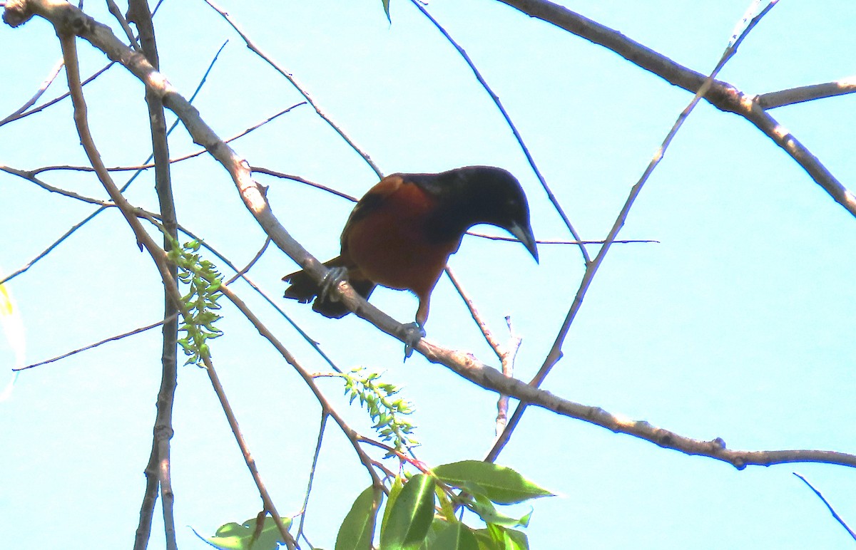 Orchard Oriole - ML619704791