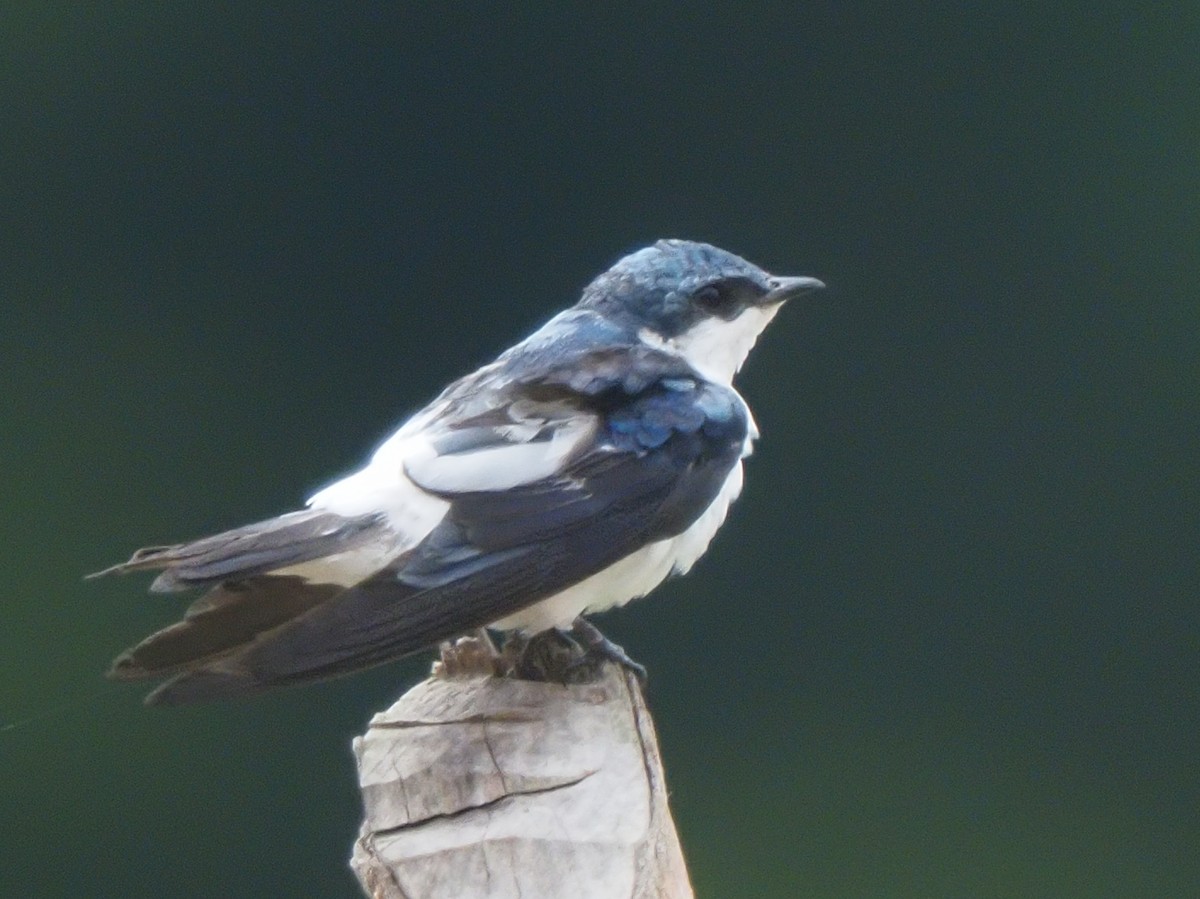 White-winged Swallow - ML619704823