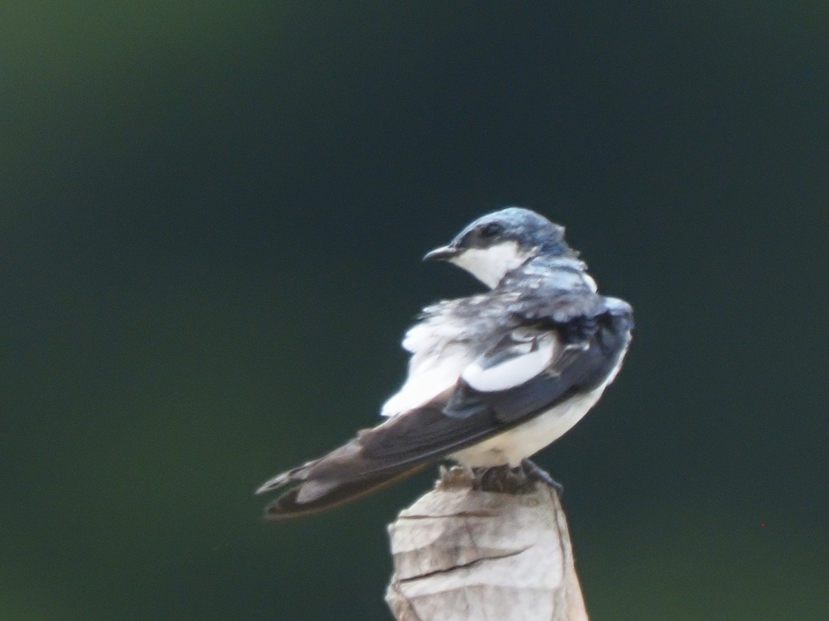 White-winged Swallow - ML619704824