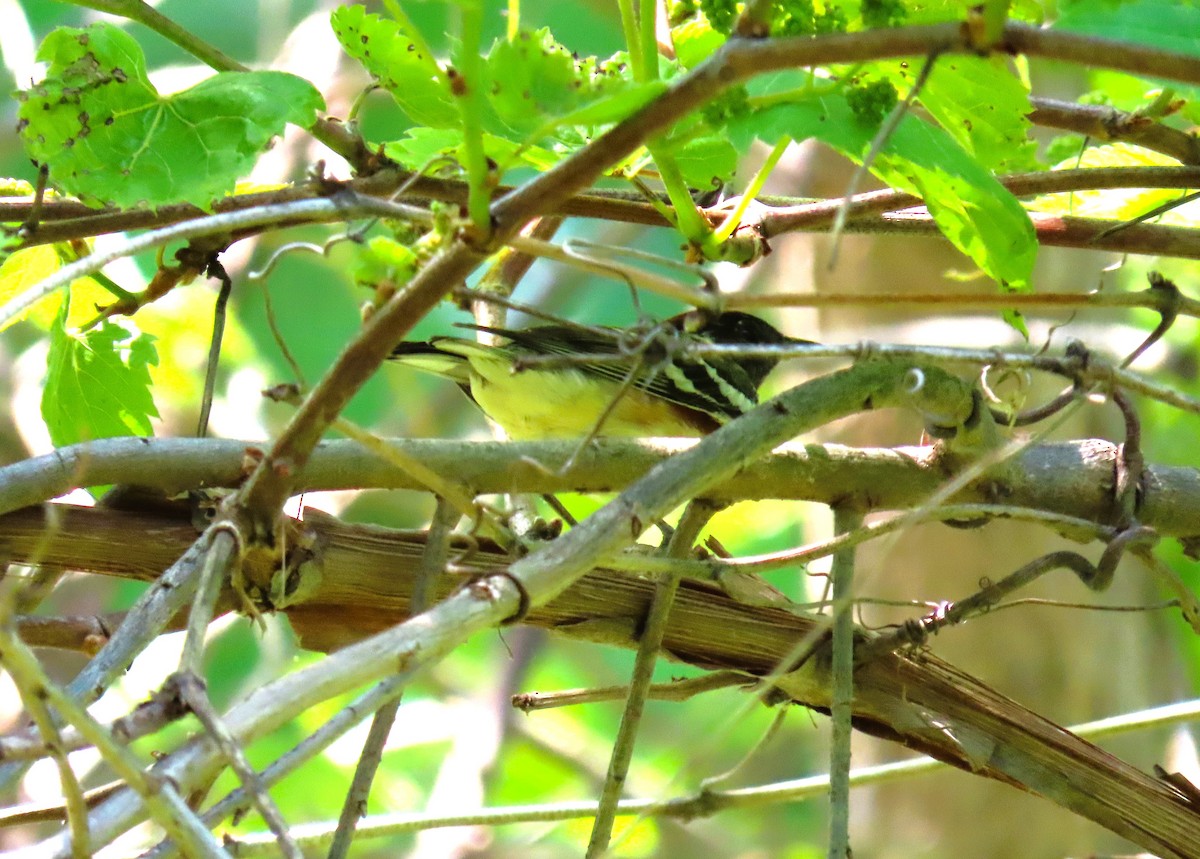 Bay-breasted Warbler - ML619704857