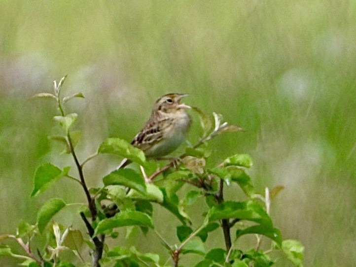 Savannah Sparrow - ML619704879