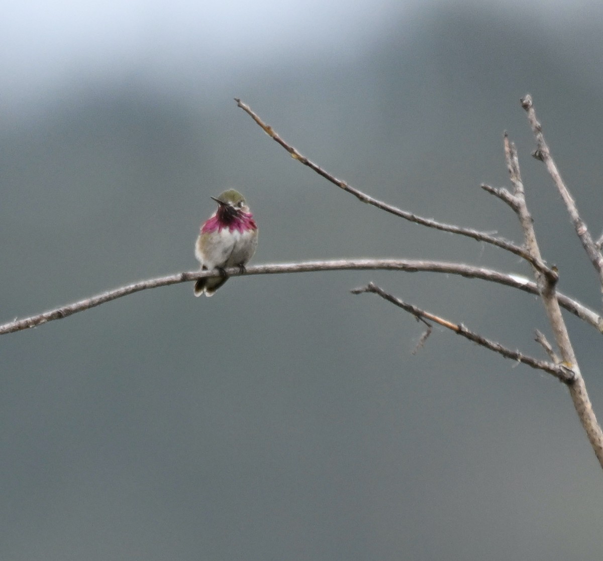 Calliope Hummingbird - ML619704884