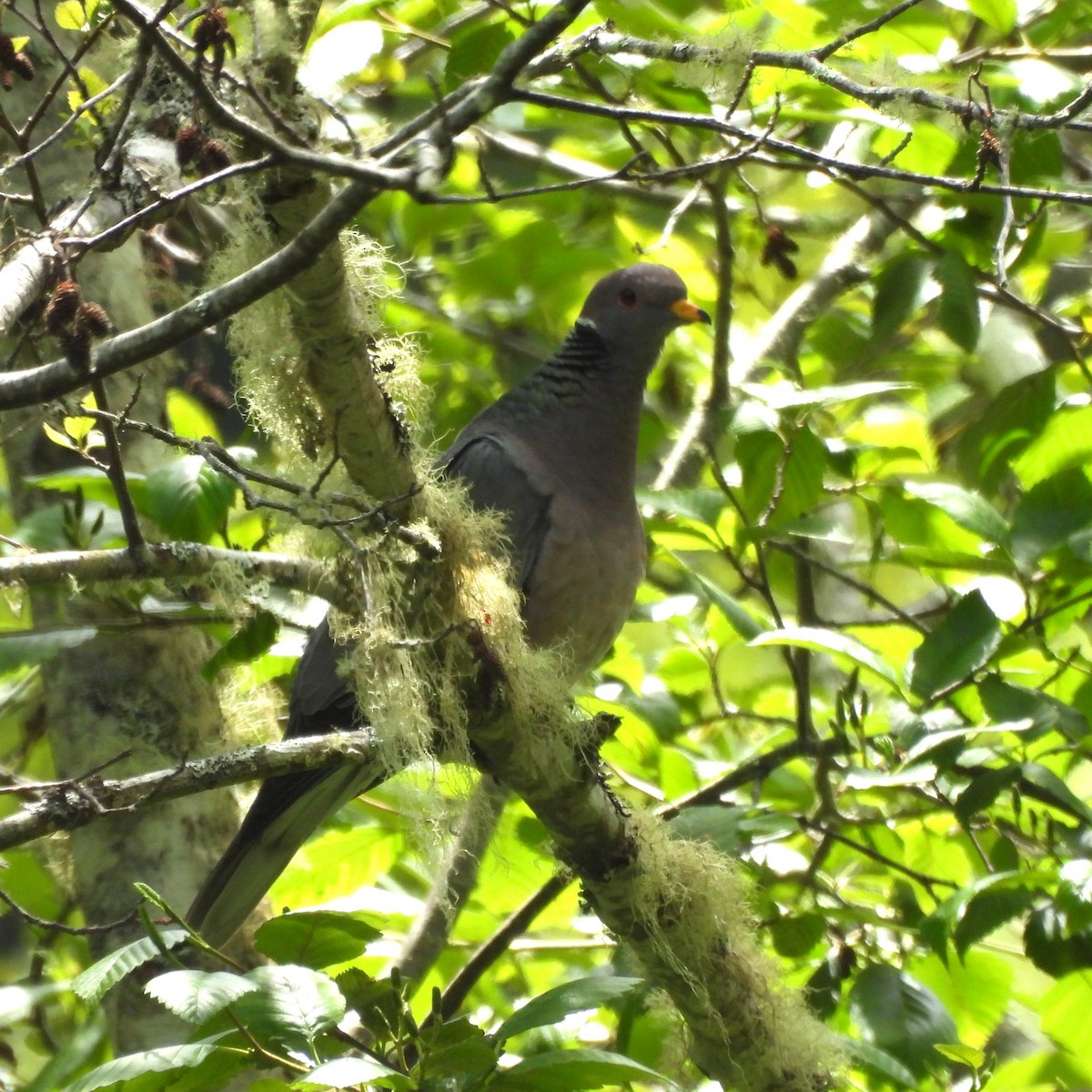Band-tailed Pigeon - ML619704897