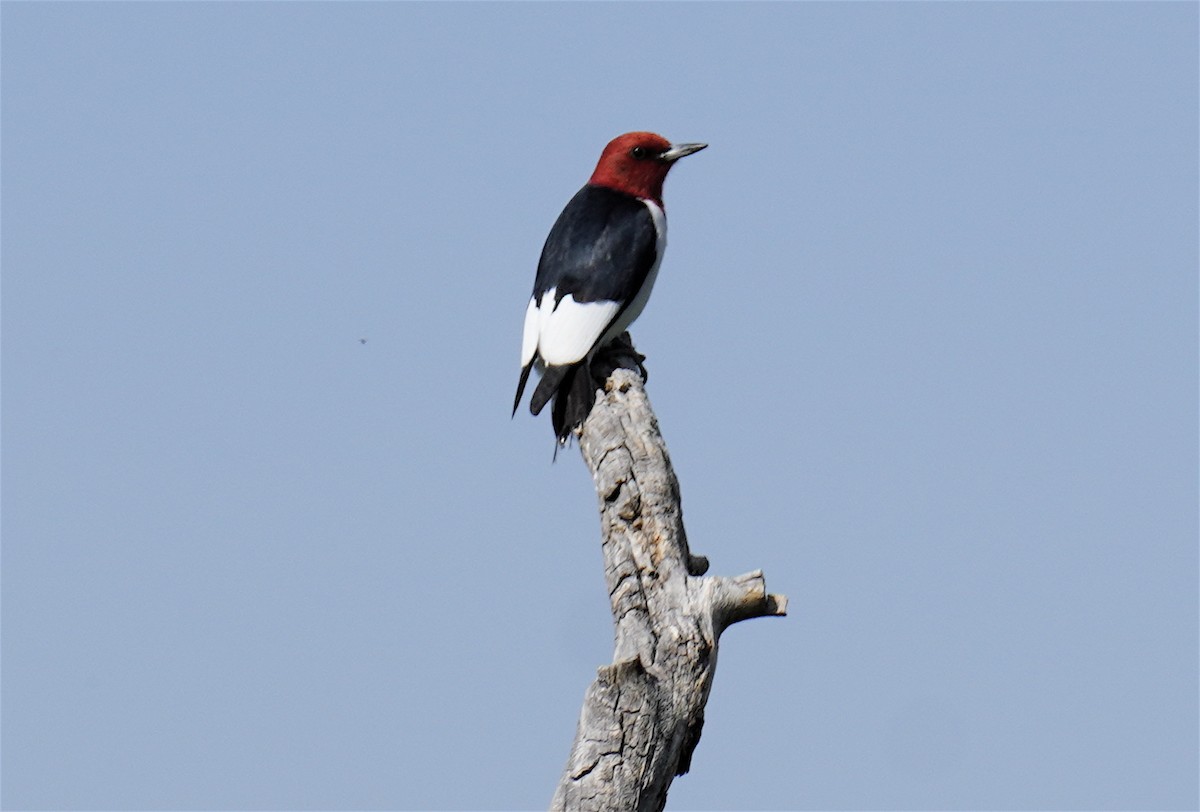 Red-headed Woodpecker - ML619704928