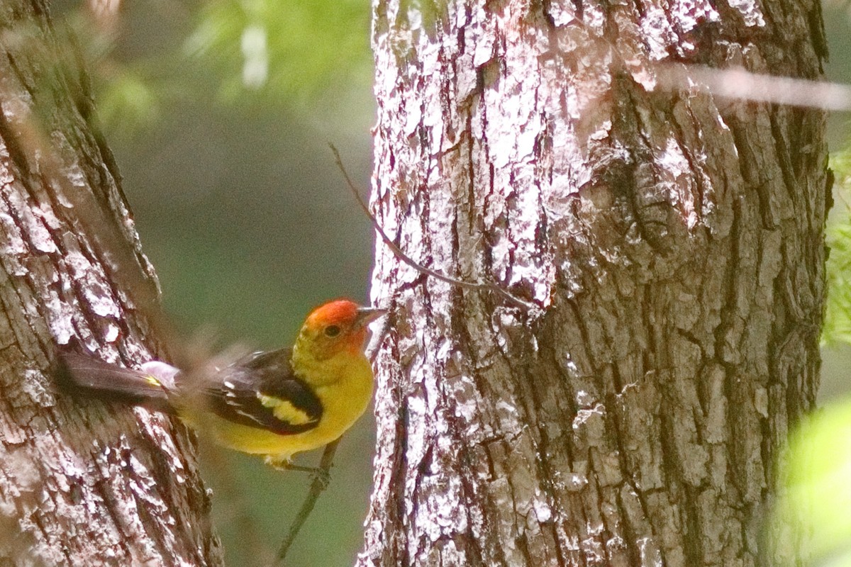 Western Tanager - ML619704935