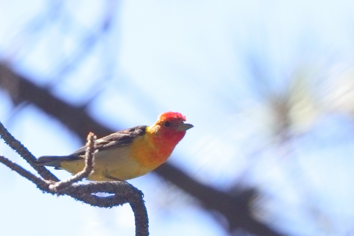 Western Tanager - ML619704936