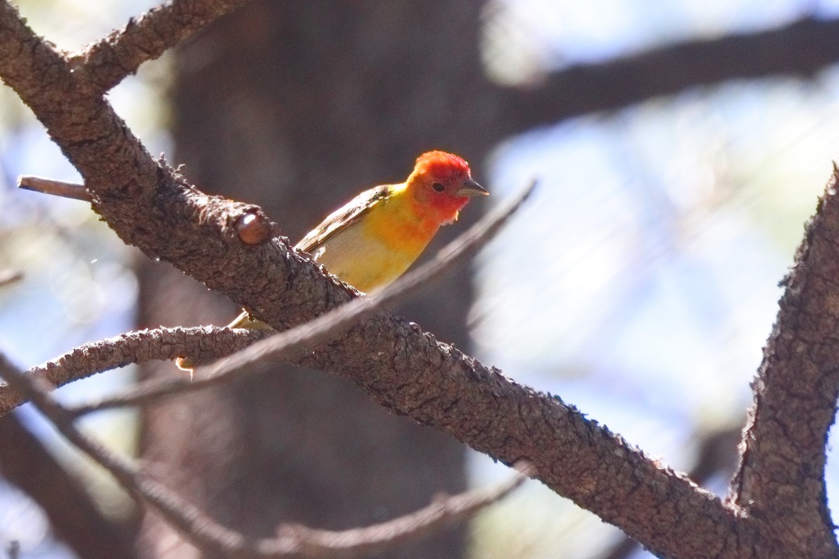 Western Tanager - ML619704937