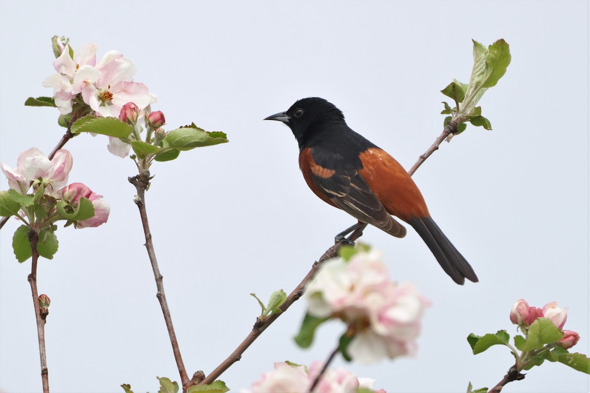 Orchard Oriole - ML619704938