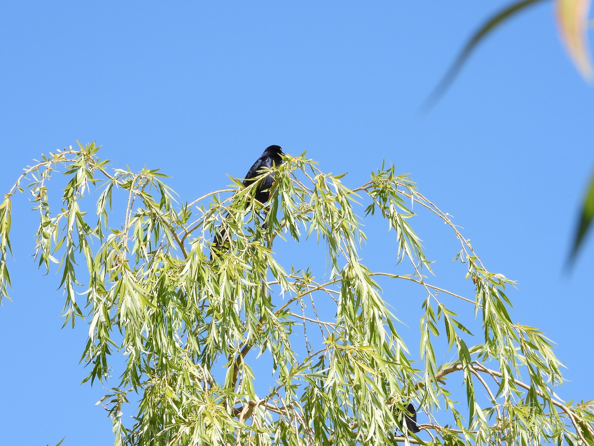 Great-tailed Grackle - ML619705022