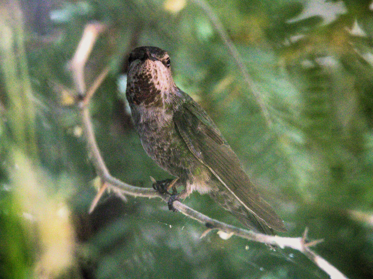 Anna's Hummingbird - ML619705023