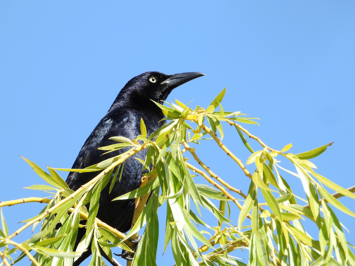 Great-tailed Grackle - ML619705024