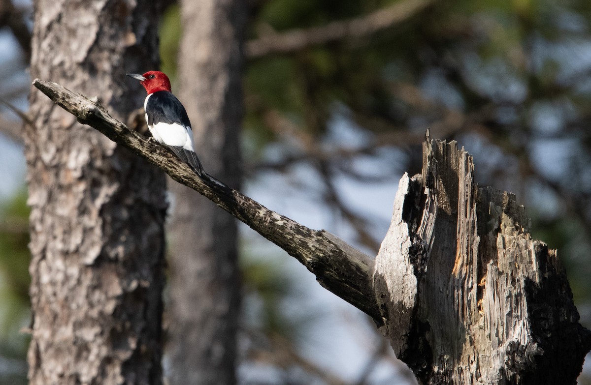 Red-headed Woodpecker - ML619705052