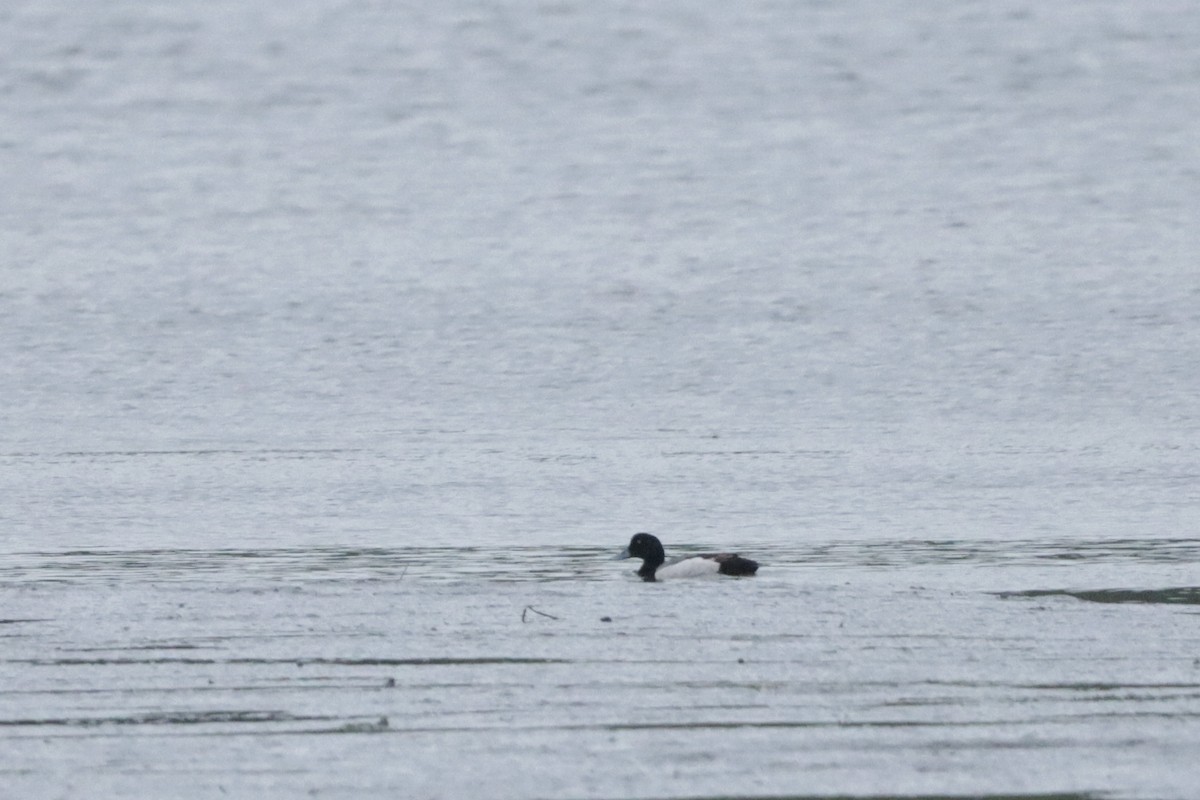 Greater Scaup - ML619705059