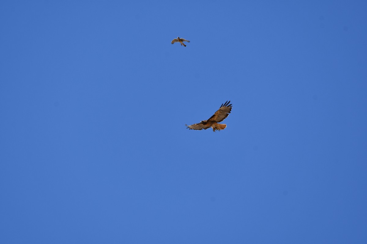 Red-tailed Hawk - ML619705089
