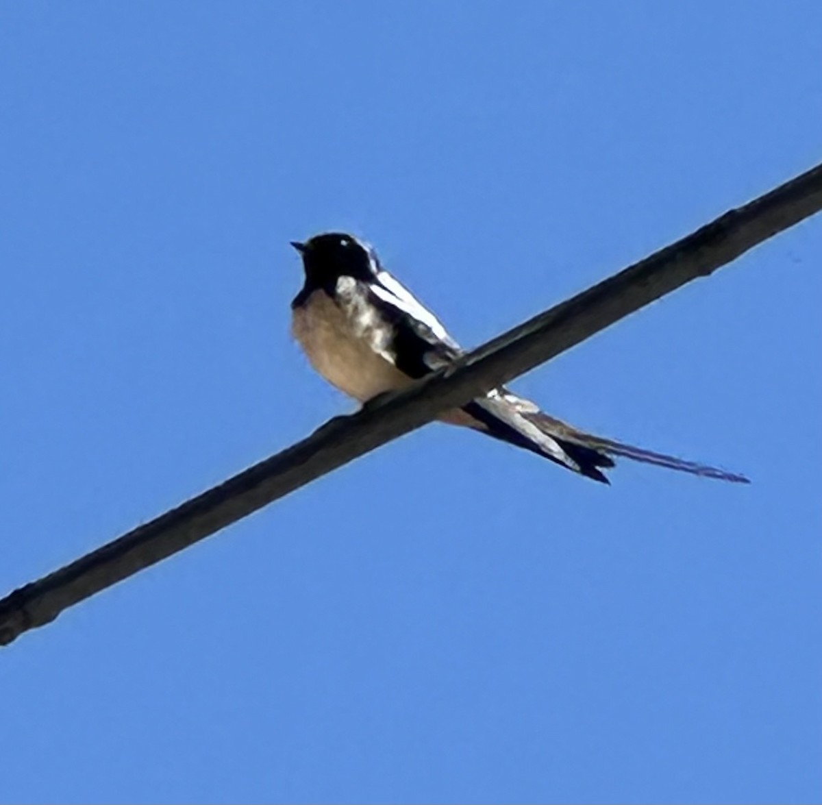 Barn Swallow - ML619705107