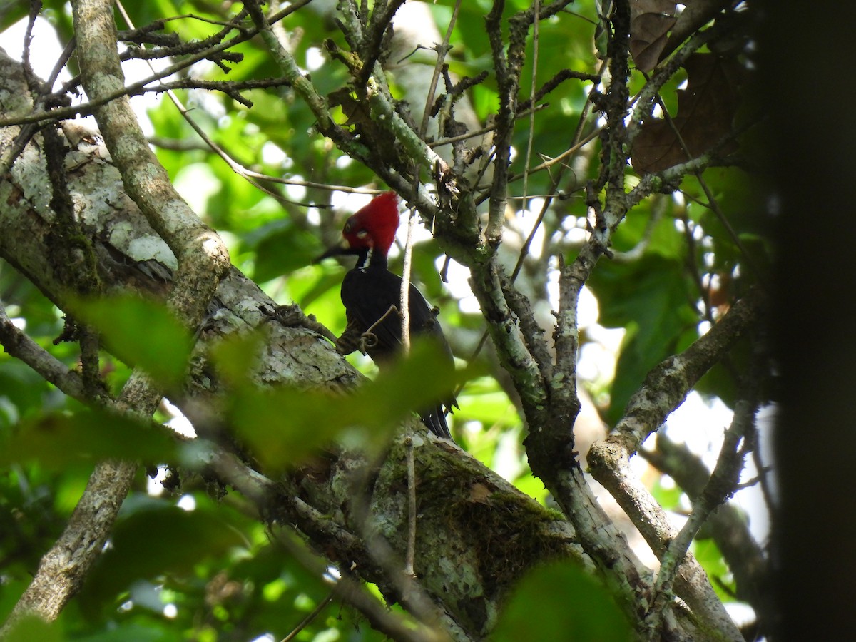 Crimson-crested Woodpecker - ML619705116