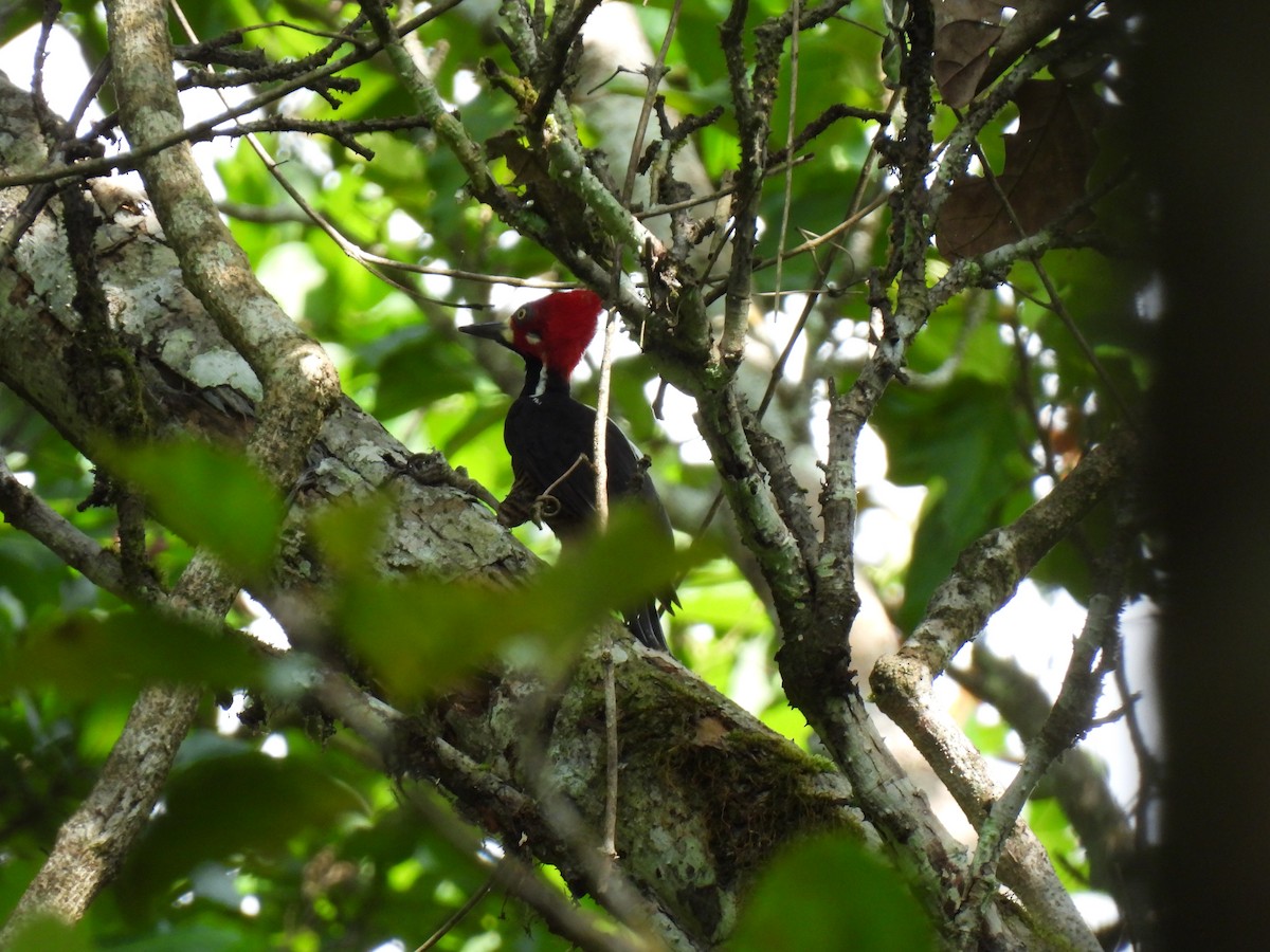 Crimson-crested Woodpecker - ML619705117