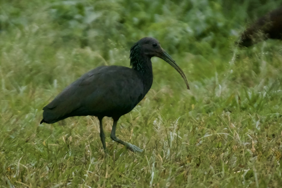 ibis zelený - ML619705136