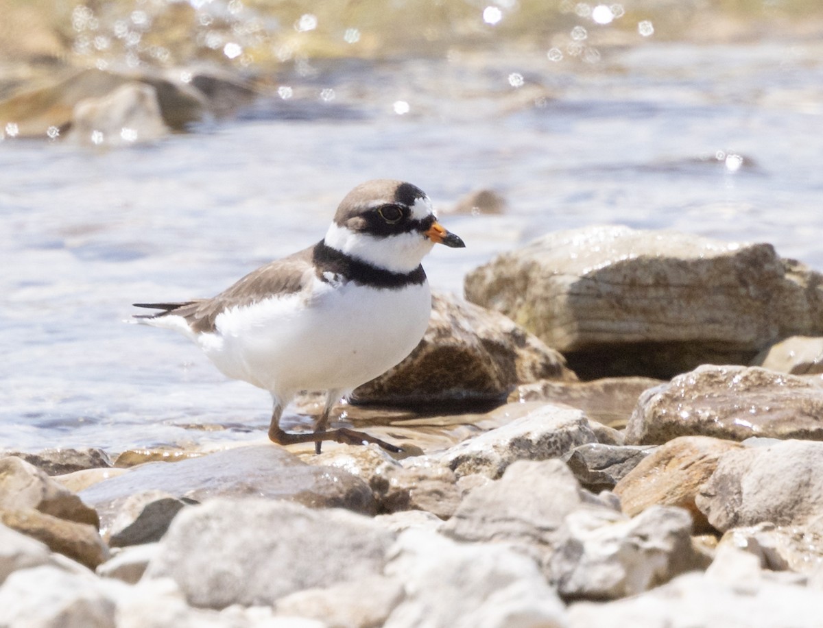 Semipalmated Plover - ML619705139