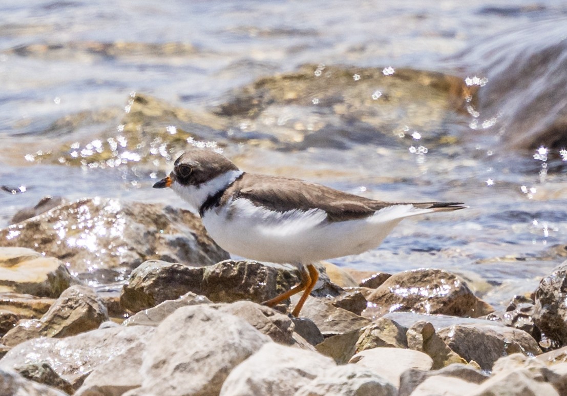 Semipalmated Plover - ML619705146