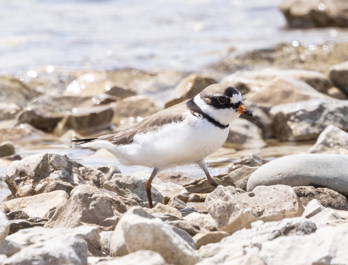 Semipalmated Plover - ML619705160